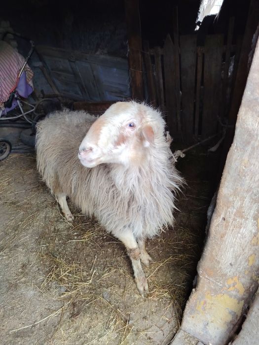 Продам кошкар 2 года