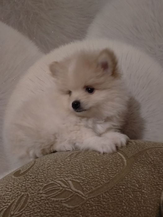 По.щенков мини  шпица девочка и мальчик 2 мес