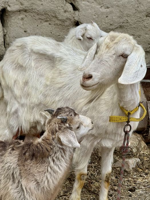 Sogʻin sogʻlom rasiskiy echki va ikki dona bolasi bilan birga sotiladi