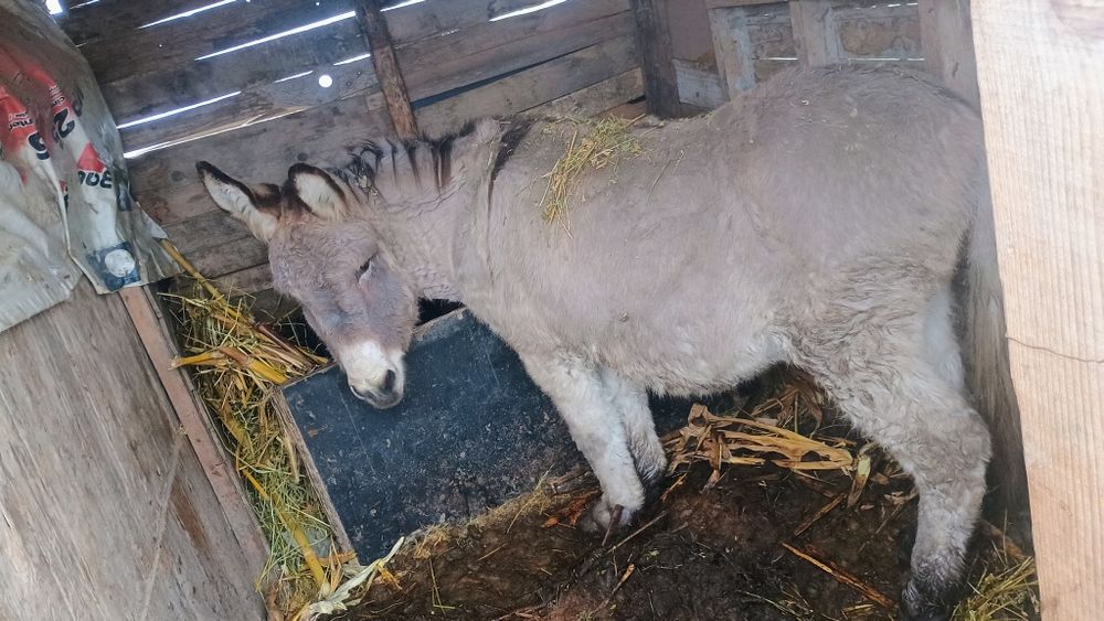 Vând māgar jud olt