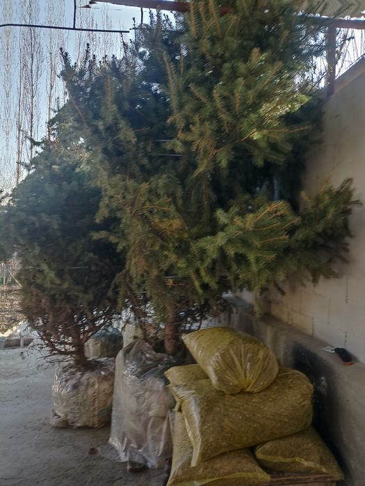 Арча галобой ел ун беш йилик беш туп яхши холатда саклансотил