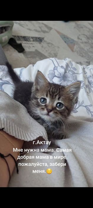 Катенок мальчик  ,катенок
