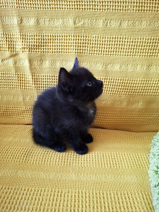 Маленький Степка ищет семью