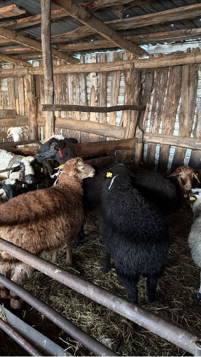 Продам баранов на курбан айт