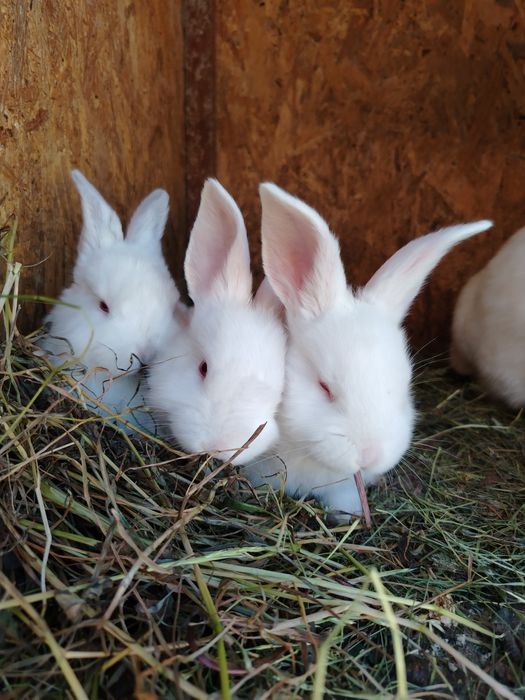 Vand pui de iepure de 1 luna