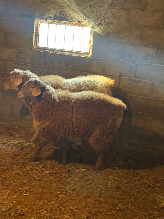 Бараны кой жирные