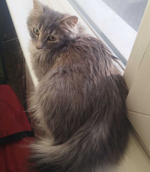 Принцеса търси дом