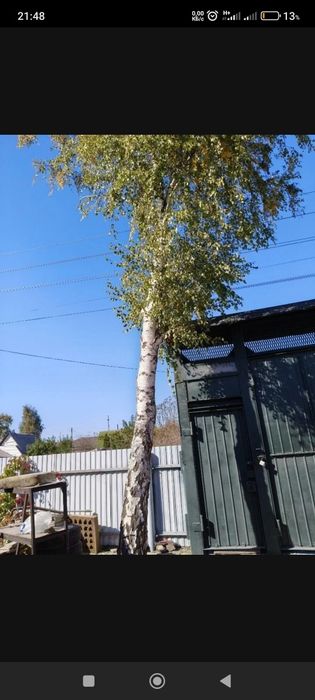 Спил деревьев с помощью альпинизма