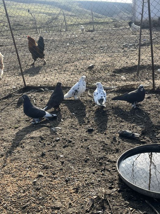 Карзина тоибасар