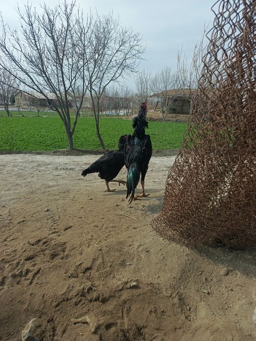 Salomaleykum  shular sotiladi