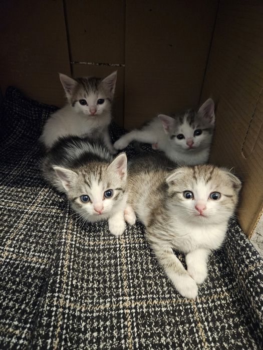 Котята к хорошие руки