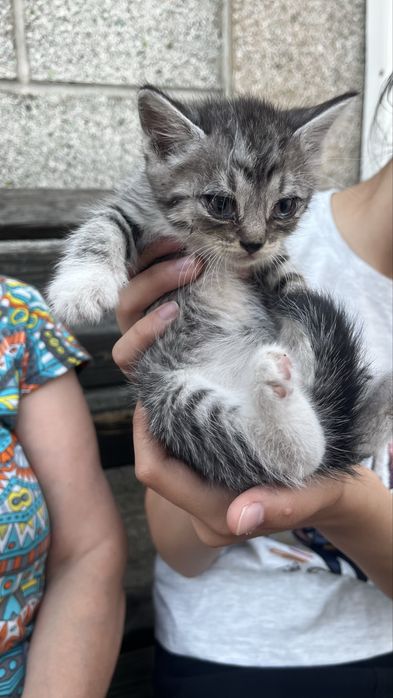 Отдам в добрые руки котят