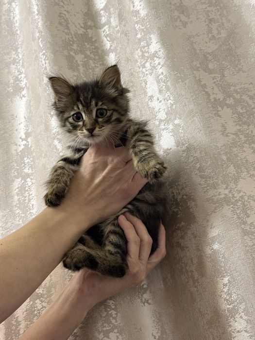 Котенок , мальчик возраста 3 месяца