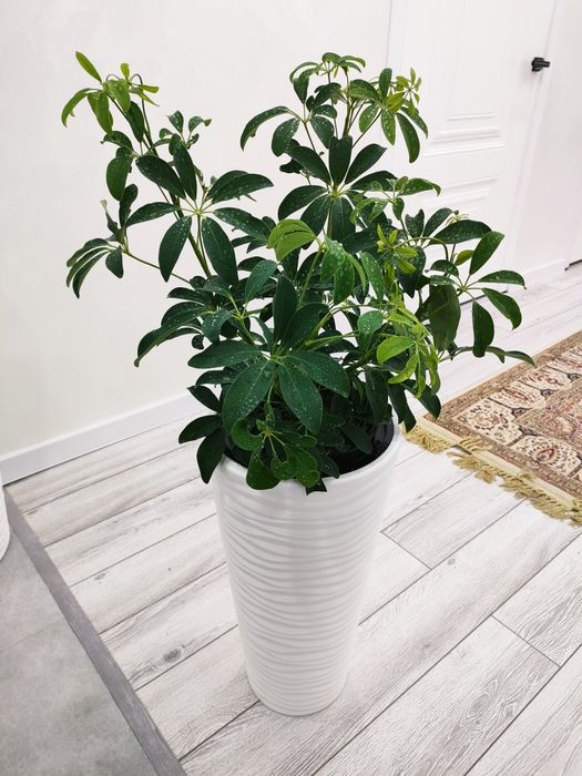 Комнатные растения, доставка.