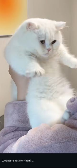 Mushu chrpyli zotdor