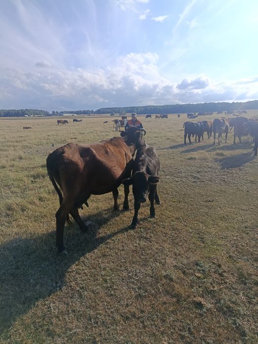 Продаю бычка подсос