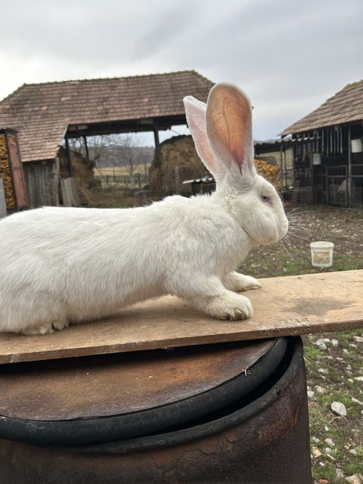 Iepuri  Urias german de vanare