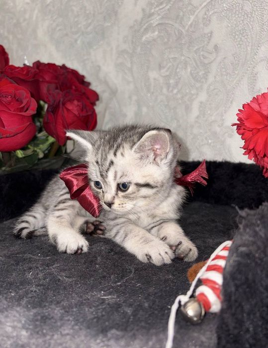 Шиншилла Мальчик, котенок 1,5 мес
