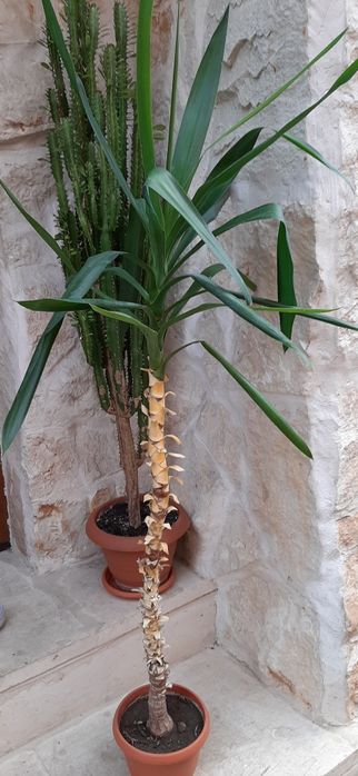 Plante decorative de interior