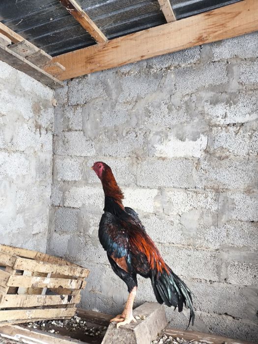 Продается петух спаринга нет