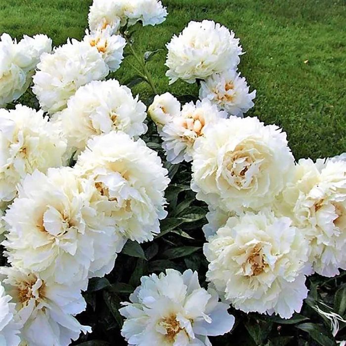 Rizomi ( Bulbi) de Bujori mari Paeonia, pt plantat, mari și parfumați, fluorescenta bogata nuante de Alb, Blue, Rosu Roz Mov inchis Galben Portocaliu
