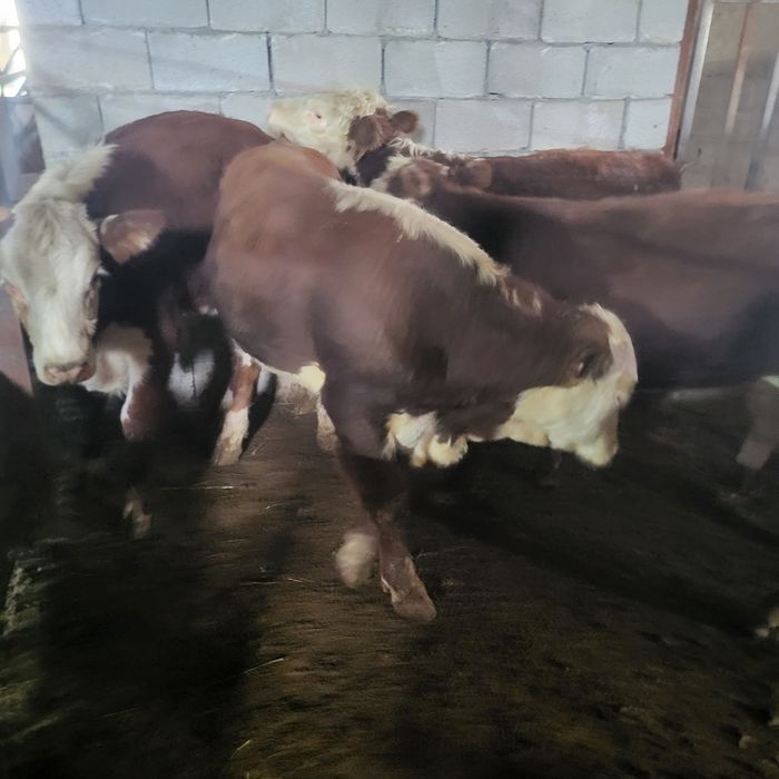 Продам бычков 6 голов
