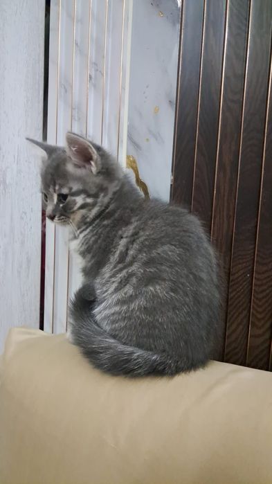 Продам милого котёнка