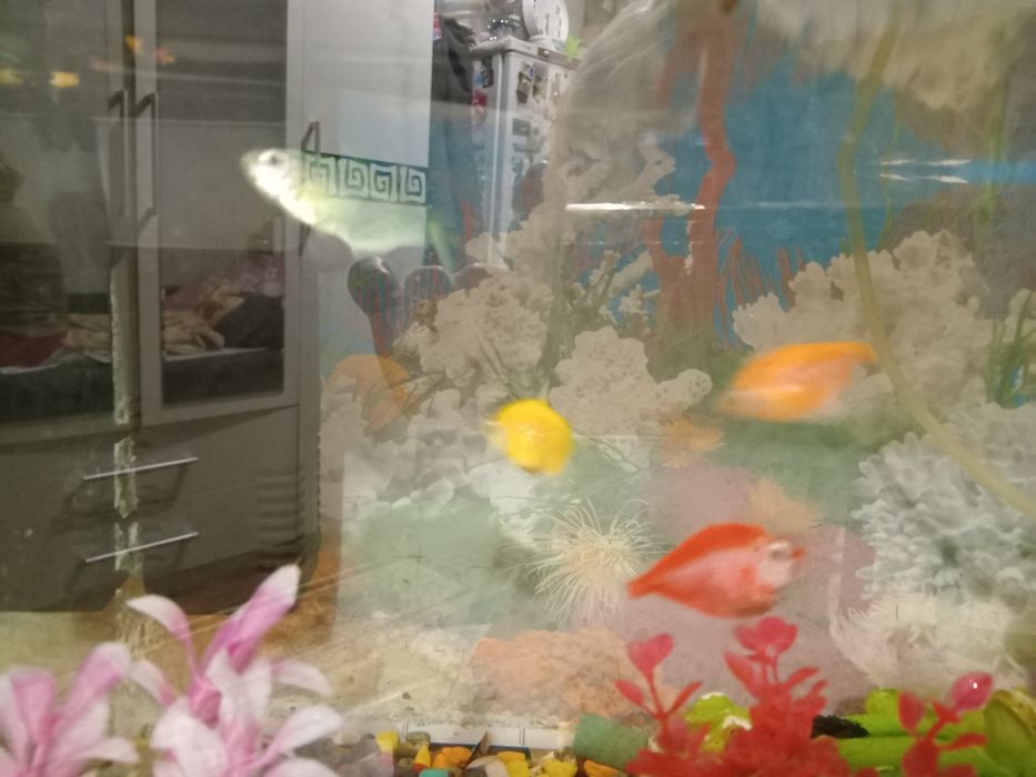 Продаю аквариум с рыбками и с игрушками