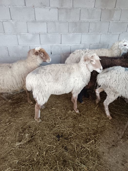 Семіз қойлар сатылады 70000 тенге