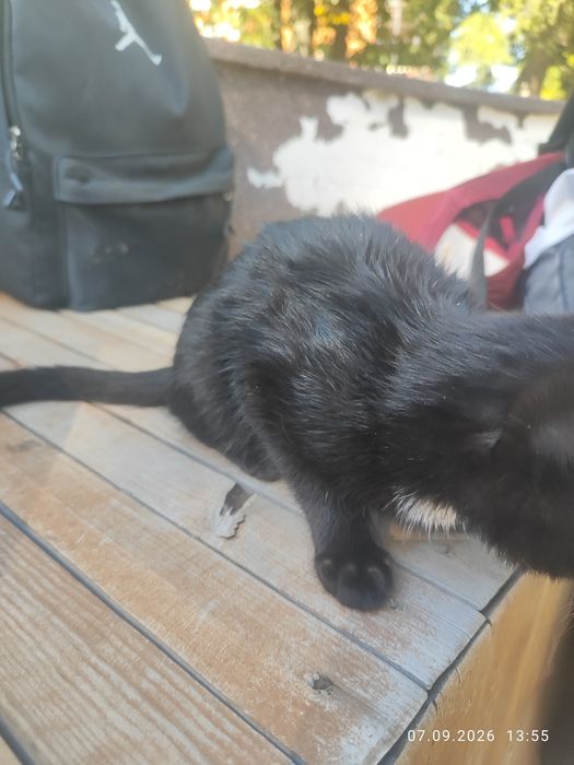 Отдам котенка девочку бесплатно