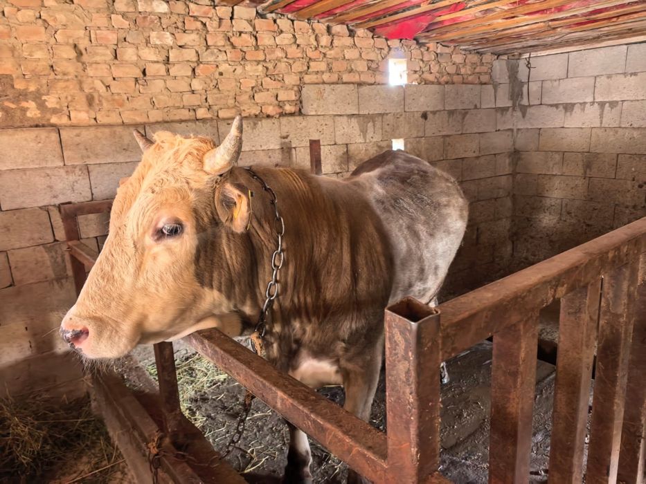 Продается бычок 2 годик