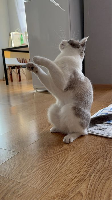 Кот  Космос ищет добрый дом!