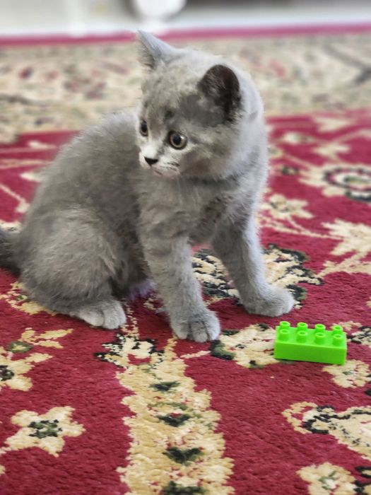 British shorthair zotli mushuk