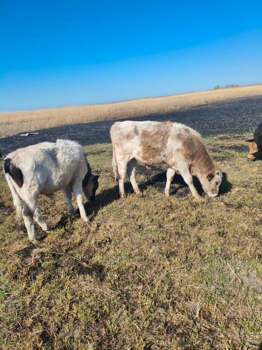 Продаются коровы
