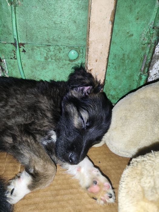 Отдам щенков . .