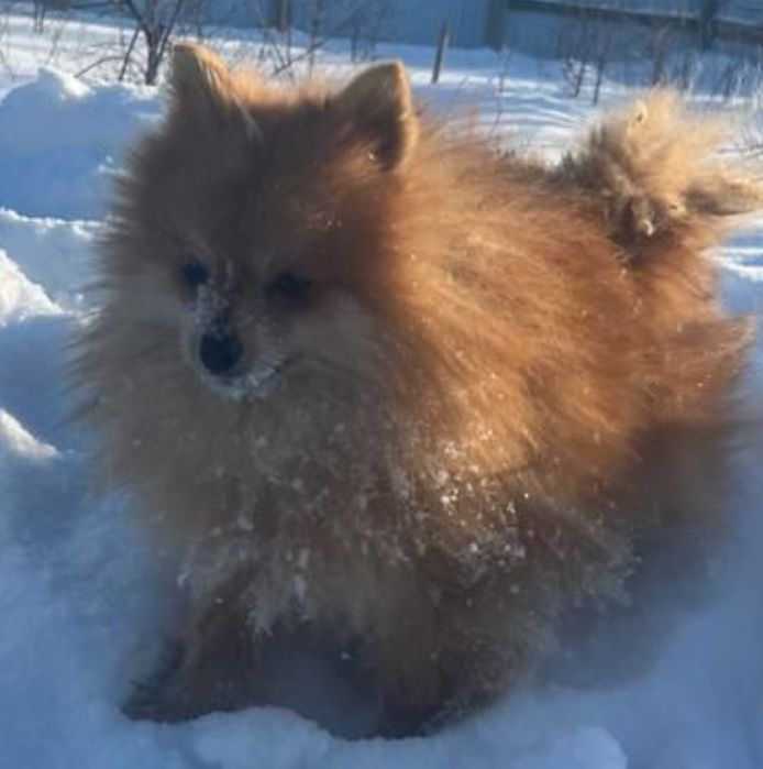 Кобель для вязки