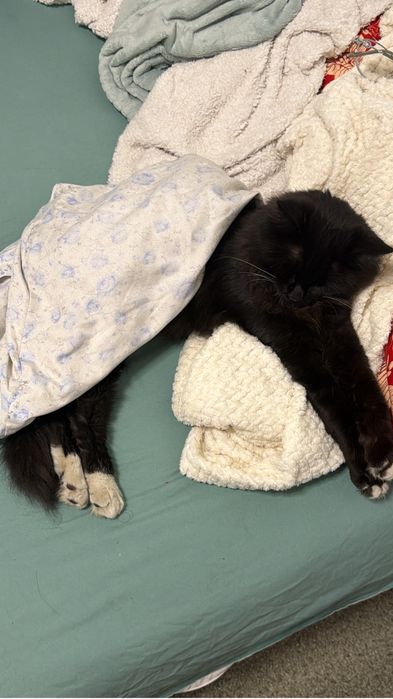 Кот Мальчик взрослый