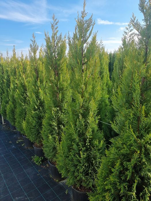 Leylandii- evunomius pe picior - cedrus- photinia