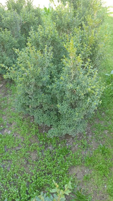 Шамшод сотилади 6 йиллик