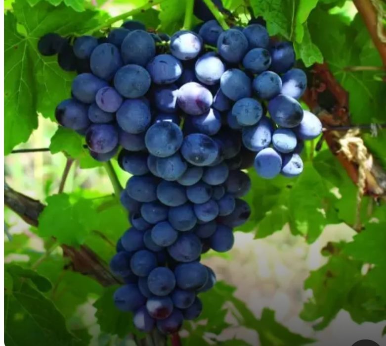 Produc butasi vita de vie altoita anul 3