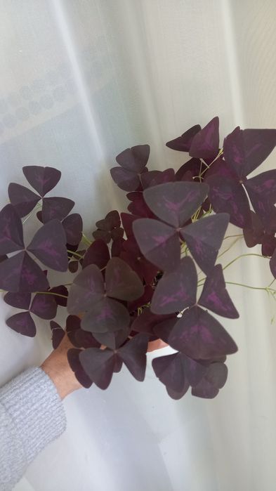 Кислица треугольная (Oxalis triangularis)