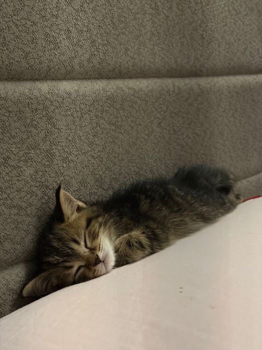 В добрые руки Котенок 2 месяца мальчик