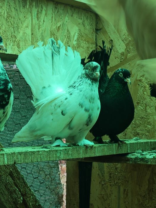 Porumbei roller de cluj