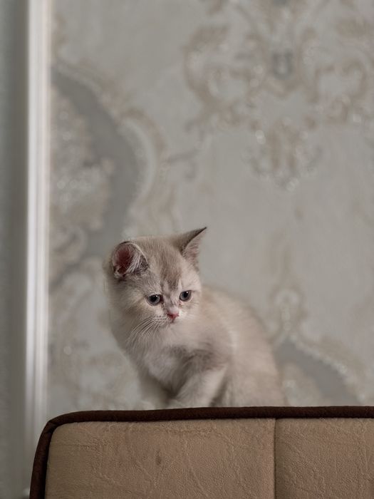 Британская шиншилла blue point. Нежная, спокойная.