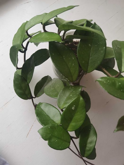 Хойя три корня в одном горшке