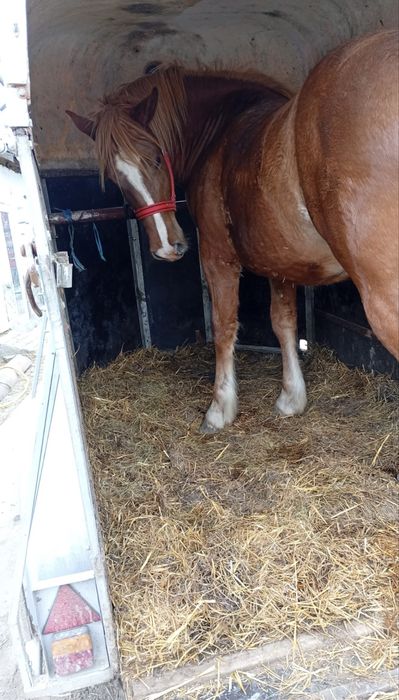 Manza de 1 an si 8 luni cu pasaport