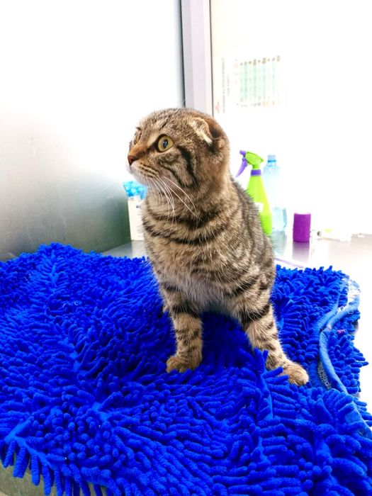 Молоденькая стерильная и привитая кошечка с паспортом и доставкой