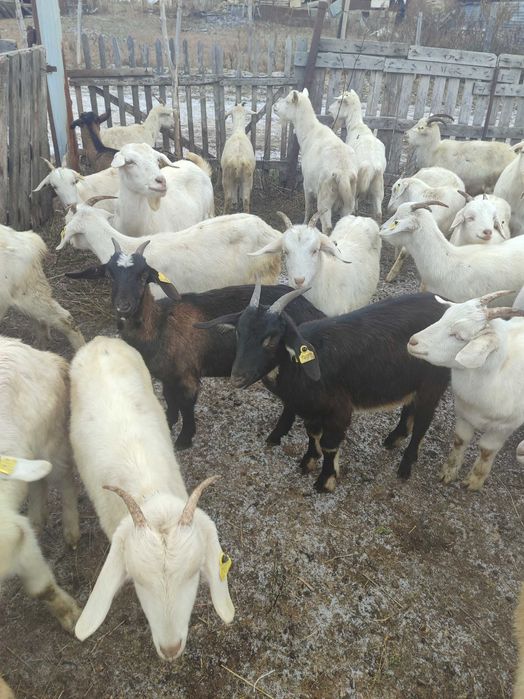 Продам козлят молочного направления