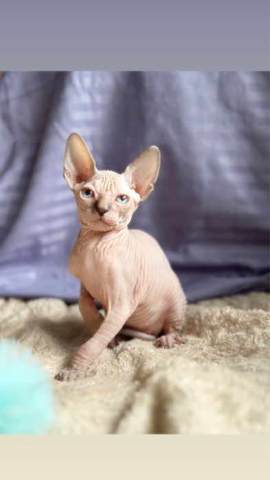 Котята кандского сфинкса