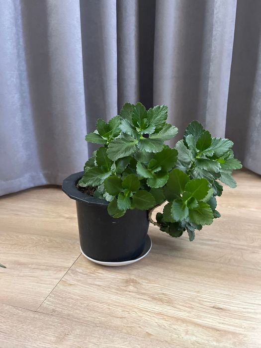 Домашние цветы для вашего дома